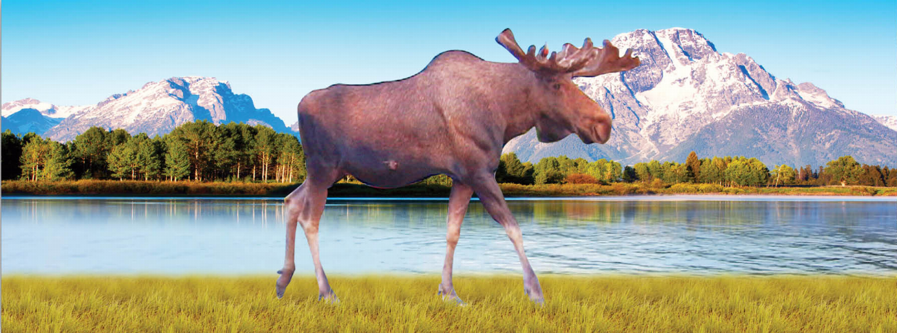Moose-themed motion bookmark and 6-inch ruler with a walking moose design