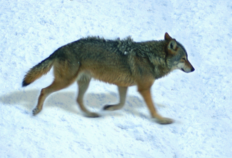Wolf animal art motion magnet, standing side view with realistic fur detail.