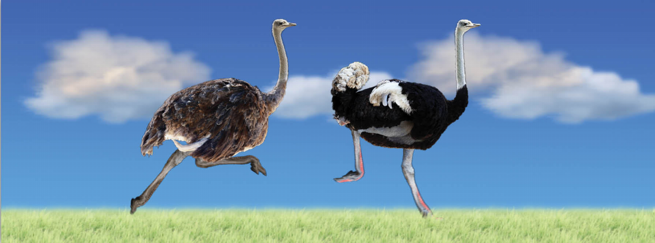 Ostrich animal art bookmark ruler with two ostrich figures