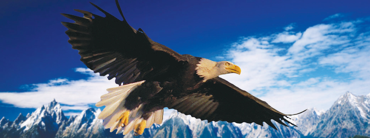 Flying bald eagle art motion bookmark and 6 in ruler