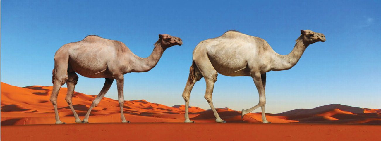 Camel art bookmark/ruler with two standing camels in desert scene