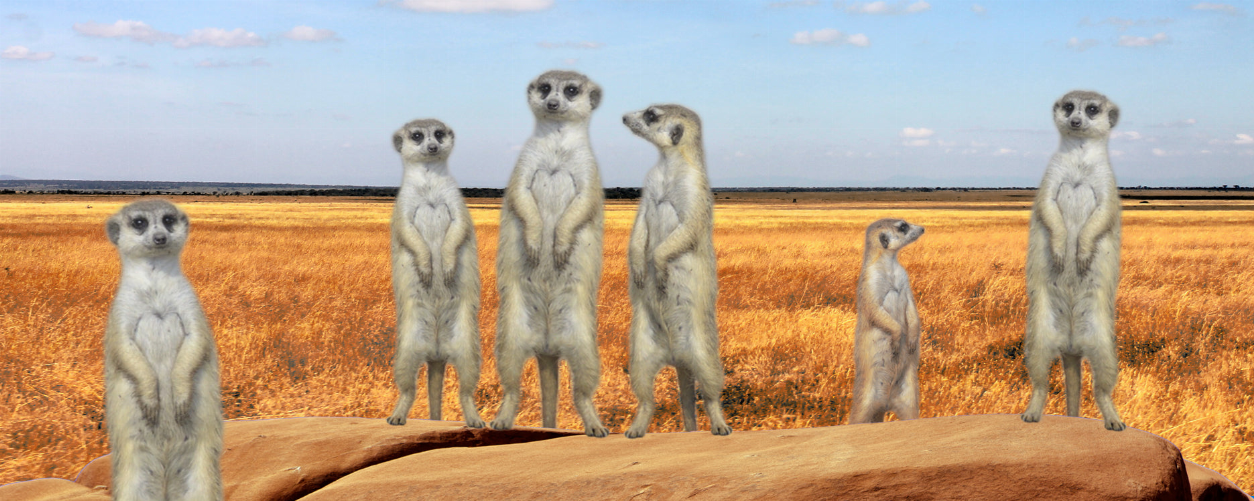 Meerkat animal art motion bookmark ruler, 6 in, with multiple meerkat figures