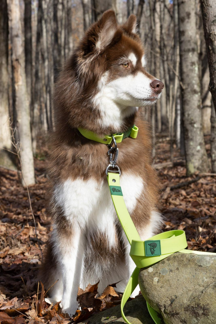 Green waterproof dog leash with metal clasp, worn around a dog’s neck