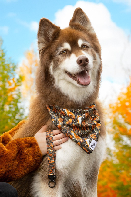 Dog wearing fox patterned wristlet keychain strap with black O-ring and collar panel
