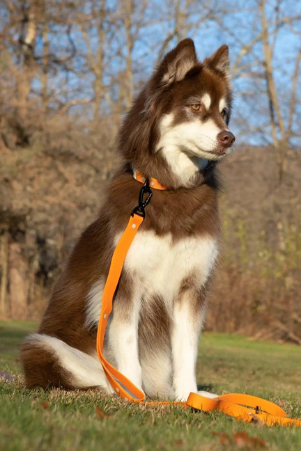 Crimson Glow Waterproof Dog Leash - Pet Supplies