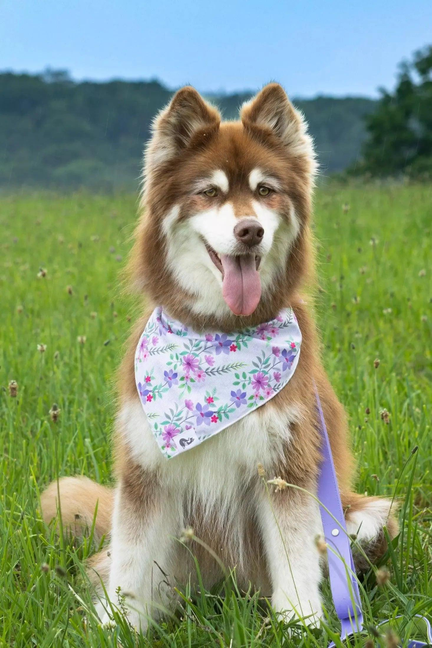 Floral dog bandana with multicolor wildflower pattern on a brown-and-white dog