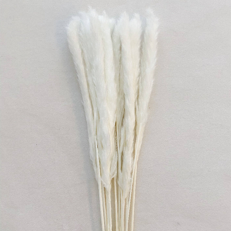 Dried pampas grass stems with cream plumes and slender tan stalks