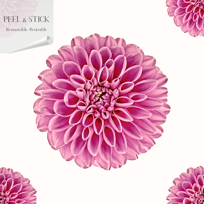 Pink wallpaper panel close-up of a large pink dahlia blossom on light background