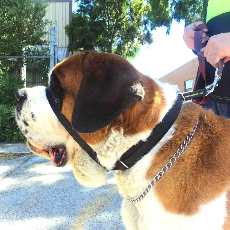 Black no-pull dog head halter with padded chin strap and metal rings, worn on dog.