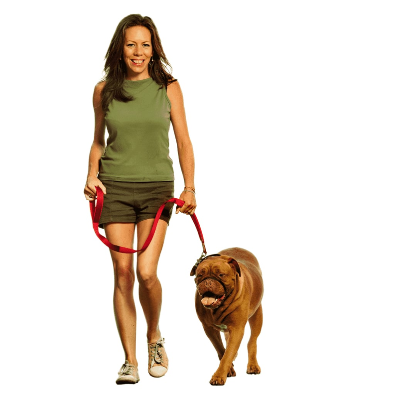 Red no-pull dog head halter with adjustable straps and padded chin area, worn on dog.