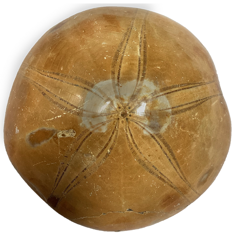 Sand dollar fossil display piece, round brown shell with detailed white star-shaped pattern