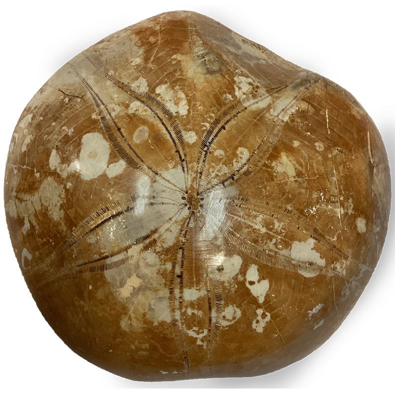 Sand dollar fossil display piece, brown shell with white radial grooves and star pattern