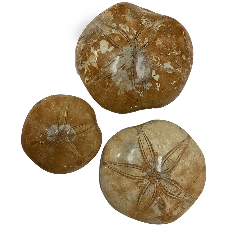 Sand dollar fossil set with one large and two small brown shells, radial star patterns
