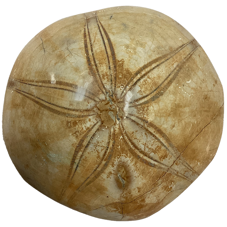 Sand dollar fossil display piece, light tan-brown round shell with white radial star markings