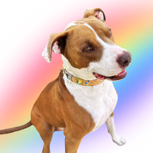 Dusk Rainbow Diamond Collar Charm - Silver Color / 1 / S - Pet Supplies