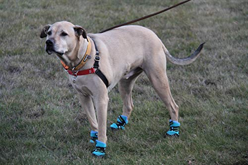 Pair of dog booties in teal with black rubber soles worn on a standing dog