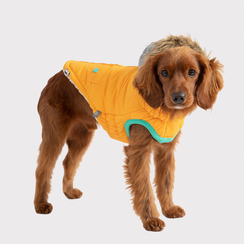 Dog winter parka yellow with gray hood and teal trim, worn standing against light background