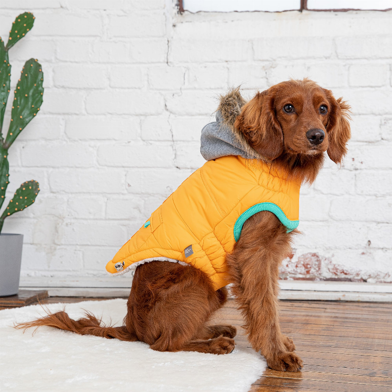 Yellow quilted pet winter parka with gray hood and teal trim; dog posing indoors.
