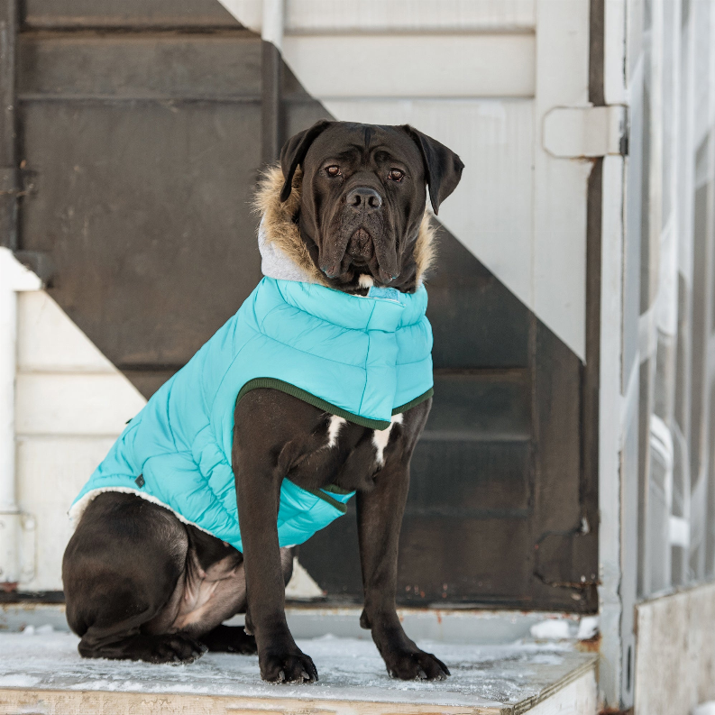 Blue hooded winter dog parka with green trim, worn by a large dog sitting on steps.