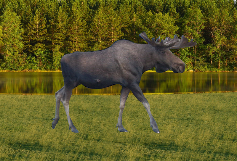 Moose motion magnet figure, gray side view with antlers raised
