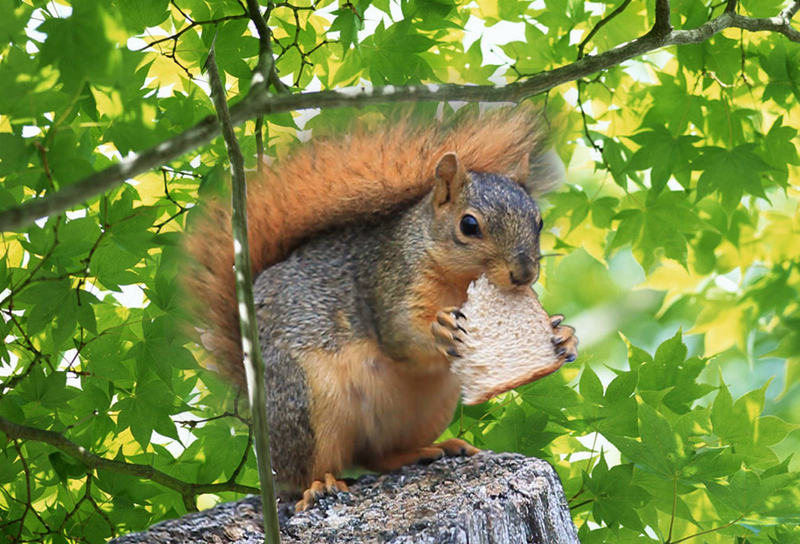 Squirrel motion magnet showing a gray squirrel holding a nut in leafy branches
