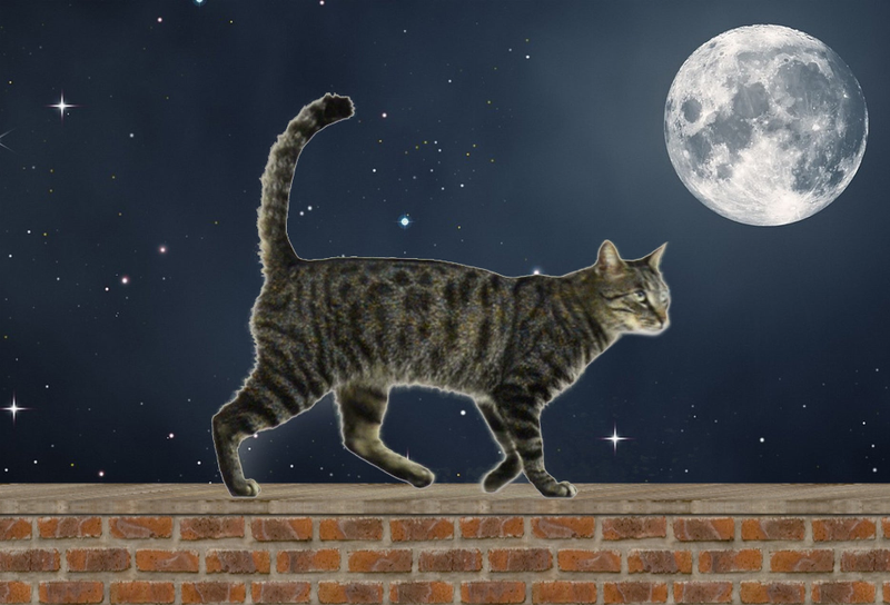 Tabby cat walking motion magnet