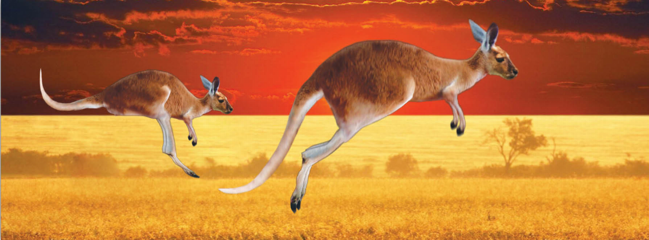 6-inch kangaroo motion ruler bookmark with animal art graphic