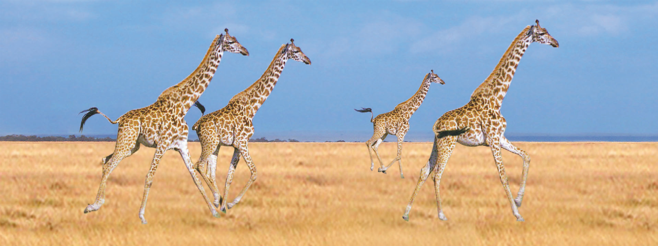 Giraffe animal art ruler/bookmark with multiple giraffe figures