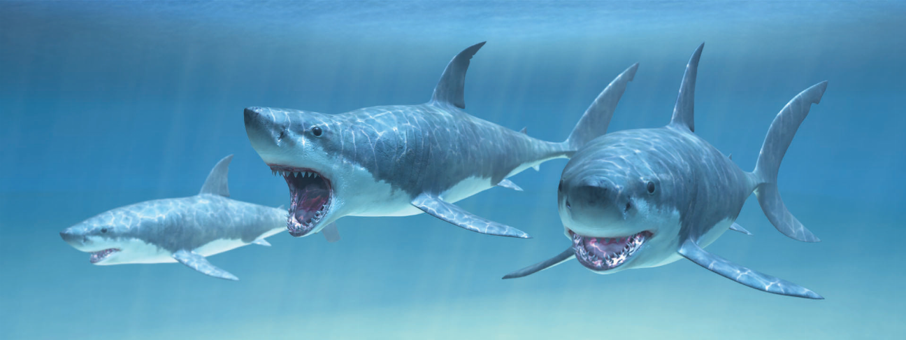Shark-themed motion bookmark and 6-inch ruler design with swimming sharks