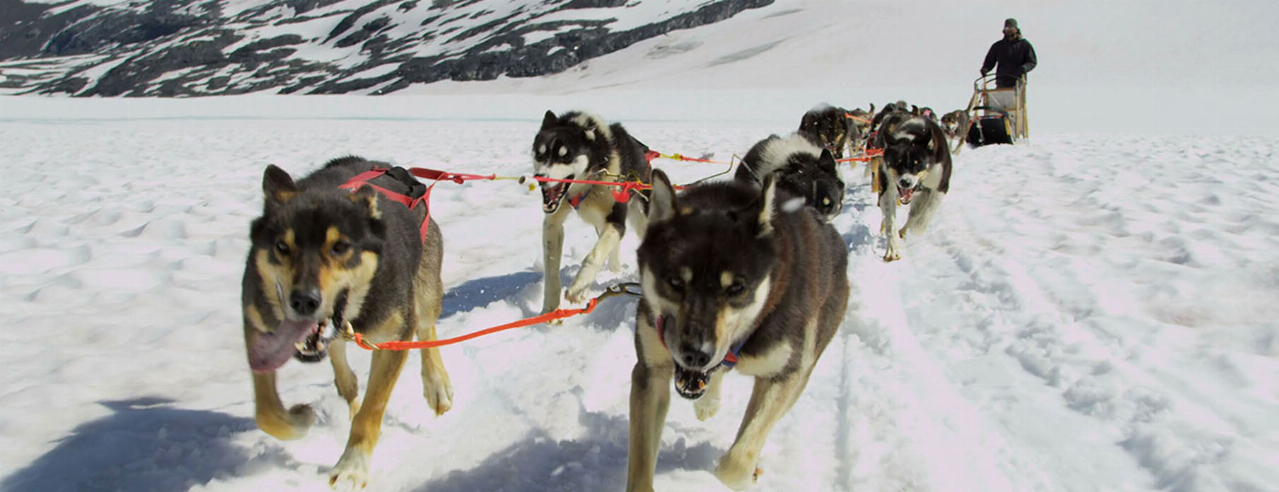 Dog sled team animal art motion bookmark/ruler with sled and musher