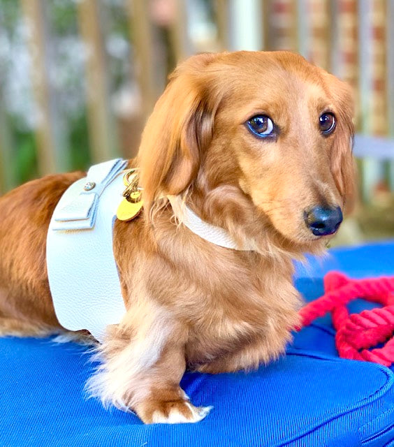 Dog Harness - Pet Supplies