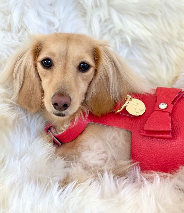 Dog Harness - Pet Supplies