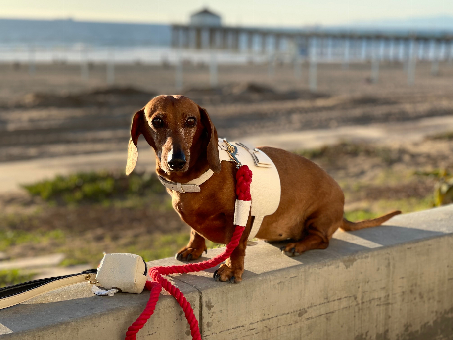 Dog Harness - Pet Supplies