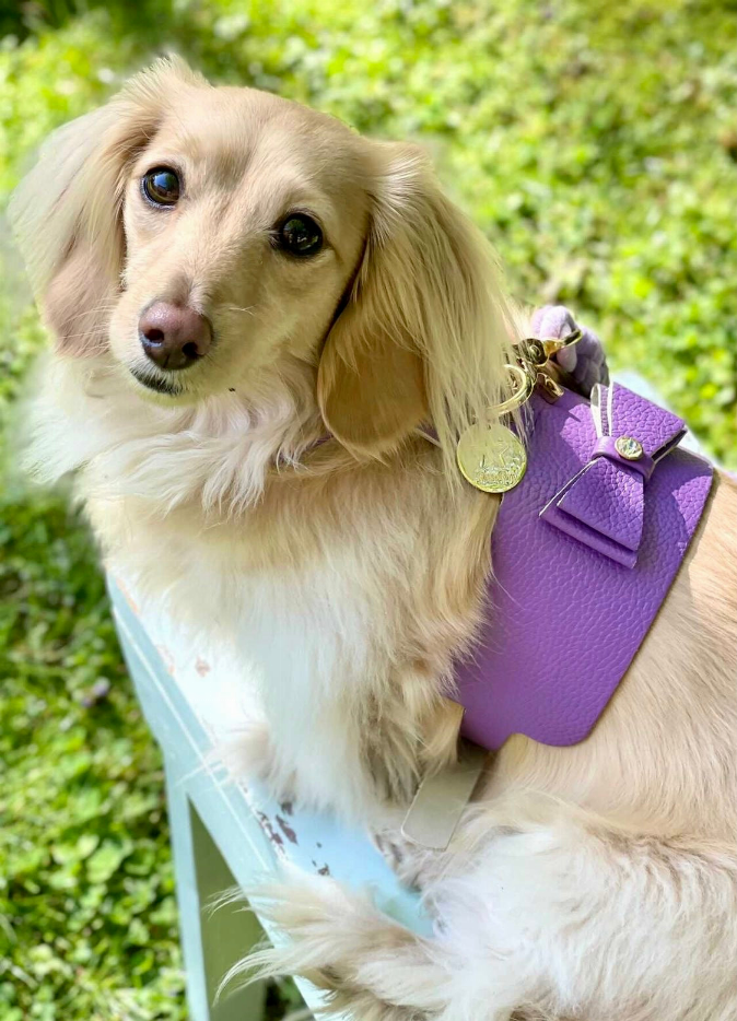 Dog Harness - Pet Supplies