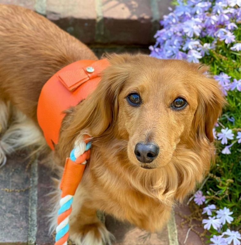 Dog Harness - Pet Supplies