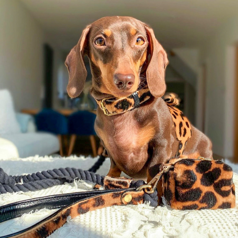 Dog Harness - Pet Supplies