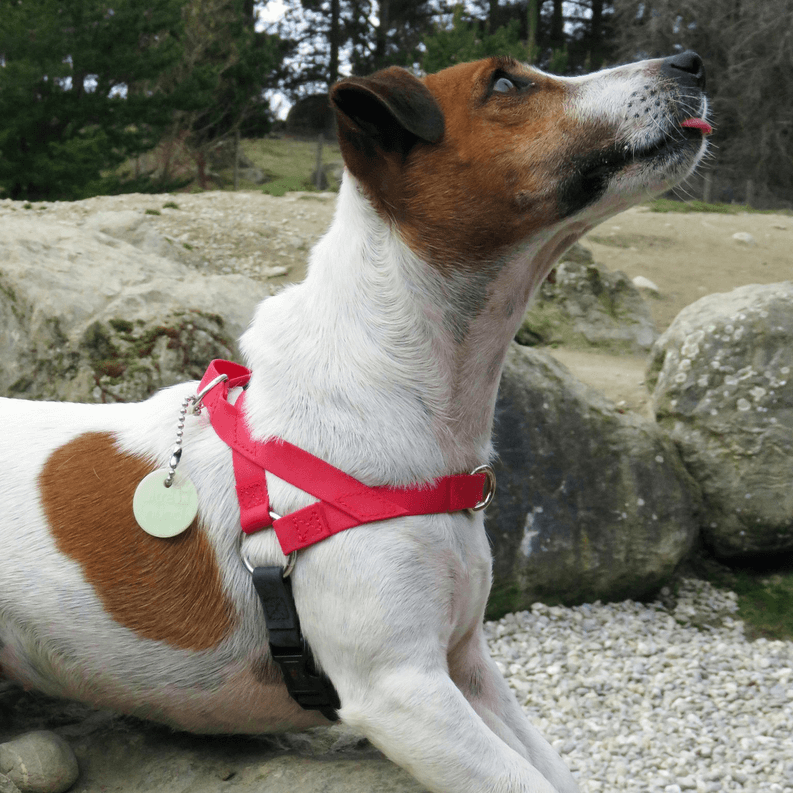 Red dog harness with green tag and black side straps on white-brown dog