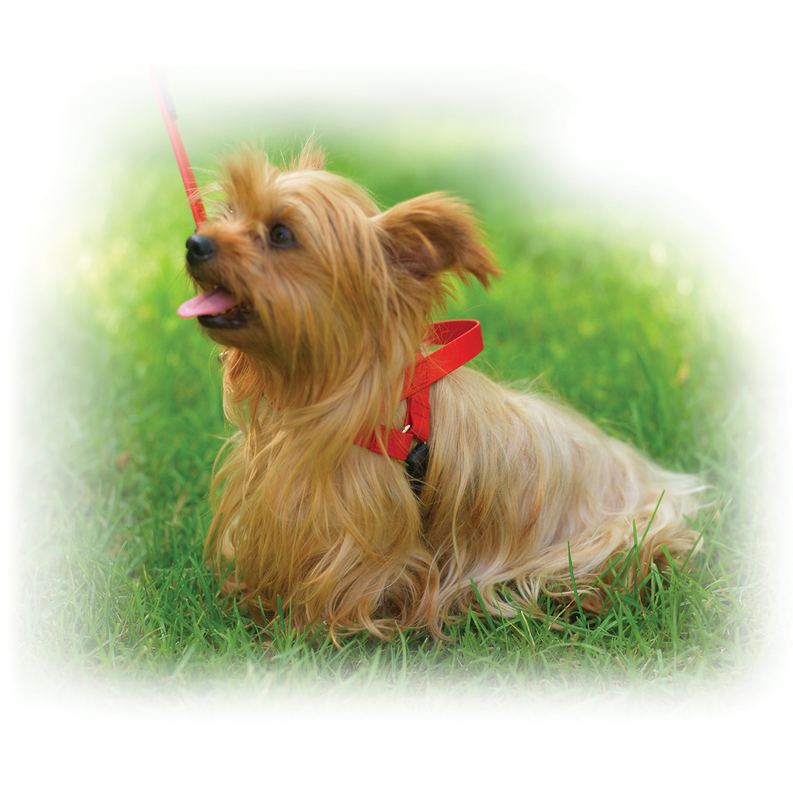 Red dog harness on blonde dog with pink leash visible