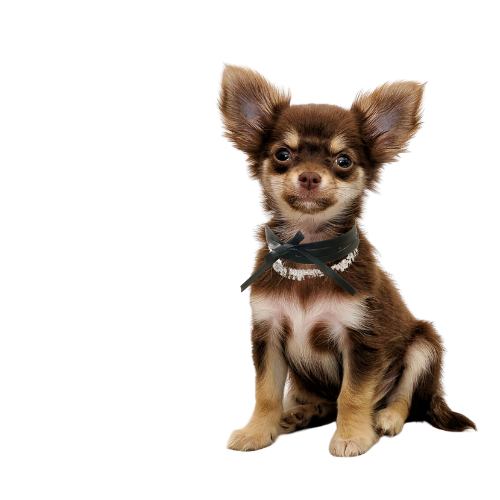 Brown and white pet wearing a dark ribbon rhinestone pet necklace