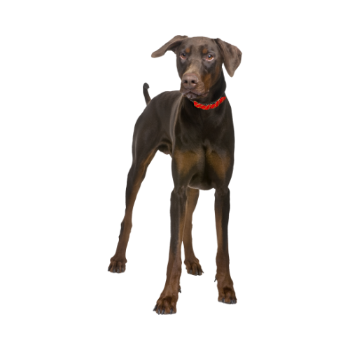 Dog wearing red crochet-bead pet necklace with small gold chain links and clasp