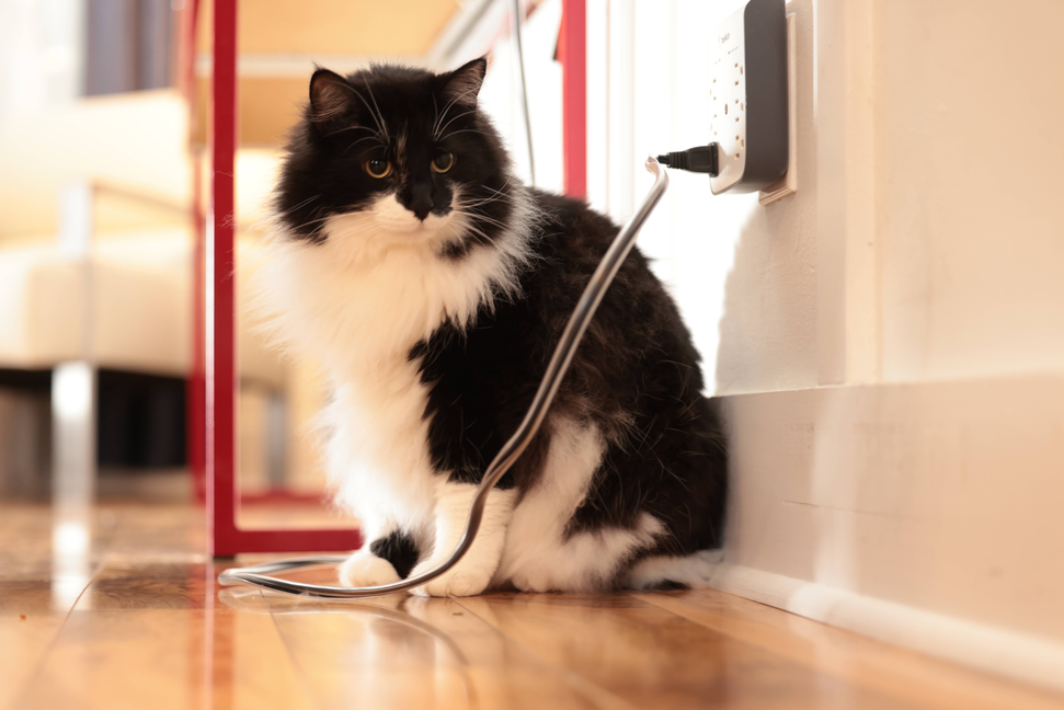 Clear pet cord with plug, held near a cat sitting on the floor by a wall.