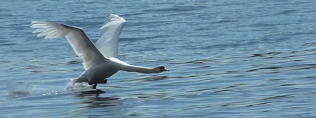 Swan-themed motion bookmark with 6-inch ruler