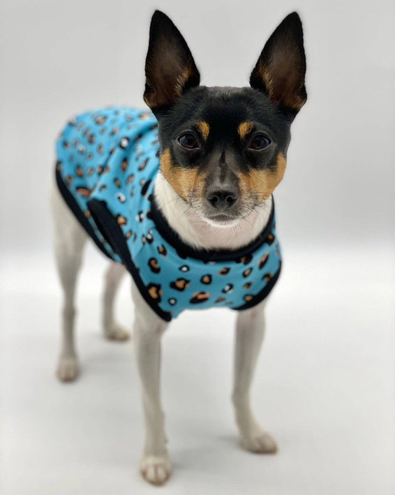 DCNY Teal Leopard Print Tank - Limited Edition - 1 / XS - Pet Supplies