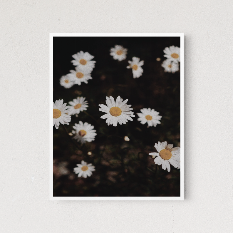 White-bordered daisy floral art print with white petals and yellow centers on dark background.