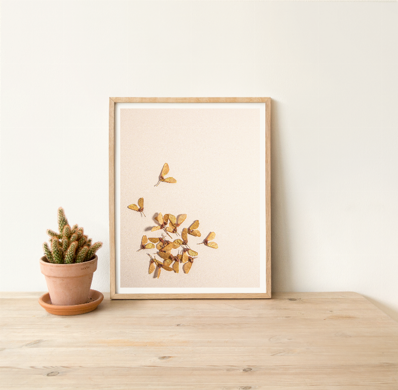Framed feather wall print with gold leaf cluster and two small wing accents