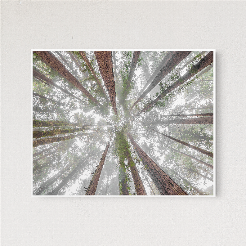 Framed tree landscape wall art print featuring tall redwood trunks in foggy mist