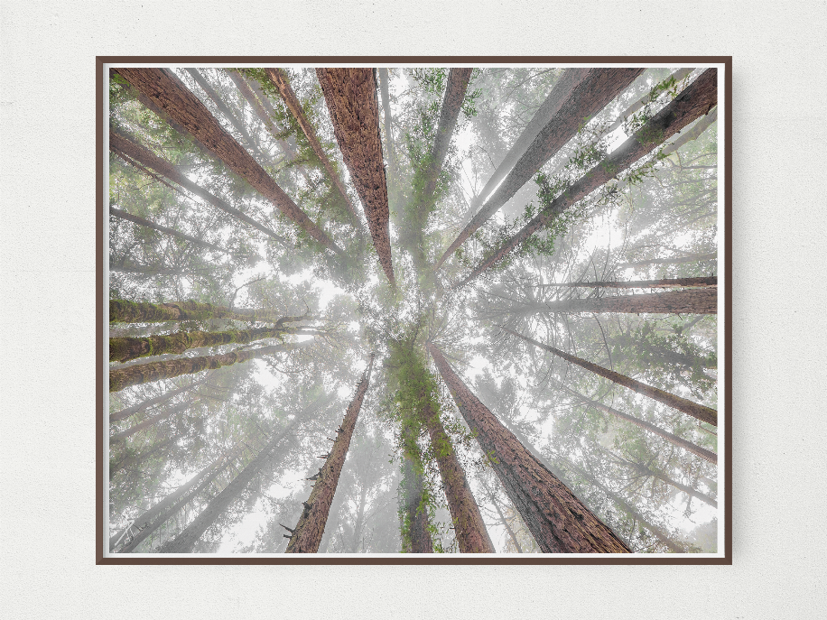 Framed wall art print with brown frame showing tall redwood trunks in misty forest