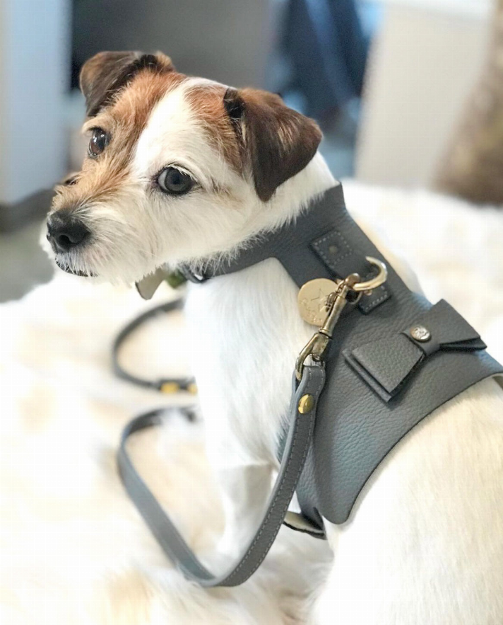 Dog Harness - Pet Supplies