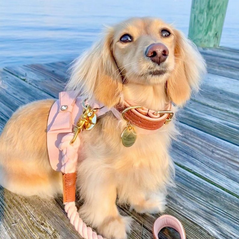 Dog Harness - Pet Supplies