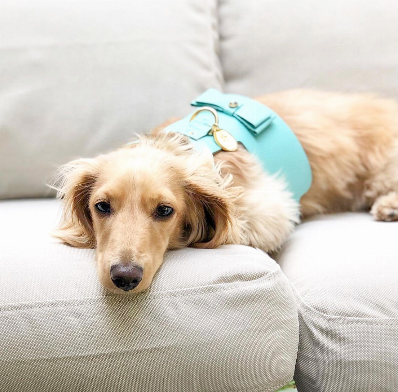 Dog Harness - Pet Supplies